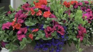 Walk around the flower pot