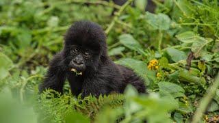 Baby Mountain Gorillas Playing & HUGE Silverback Gorilla Encounter