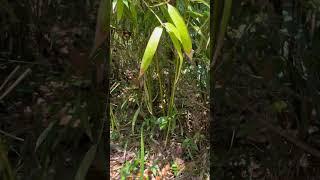 Bamboo growing wild in a forest in South Carolina!