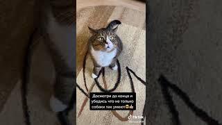 ПРИРУЧИТЬ КОШКУ МОМЕНТ ИЗ ТИК ТОКА СМЕШНОЙ МОМЕНТ