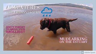 Mudlarking on the estuary...a very rainy day with The Dog Squad!!!