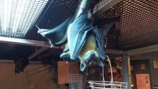 BATS! At the Orlando Science Center