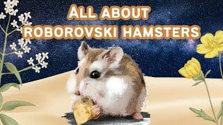 The World of the Wild Roborovski Hamster - ALL ABOUT ROBOROVSKIS