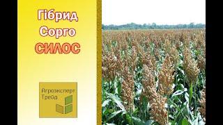 Сорго Силос (Silos 700D BMR) , опис гібриду  - насіння в Україні