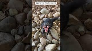 A family saved a small animal that fell into a lake.