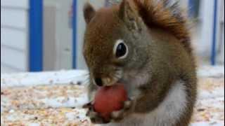 Funny Squirrel Eating A Nut