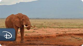 Disney Helps ‘Reverse the Decline’ of Elephants | Disney’s Animal Kingdom