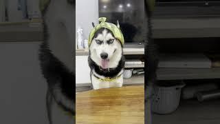 Smiling Husky + Weird Hats = Pure Comedy Gold  #DogWearingHats #FunnyPetVideos