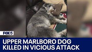 Upper Marlboro man's dog killed in vicious attack during morning walk | FOX 5 DC