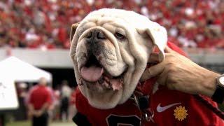 Meet University of Georgia mascot Uga the bulldog