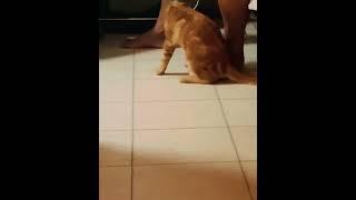 Act Like Tiger #america #florida #orlando|Alo Nur Channel