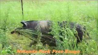 Annie The Happy Pig