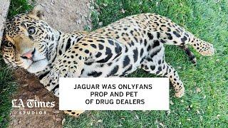 A jaguar's journey from Onlyfans prop, to a drug dealer's pet, to a sanctuary