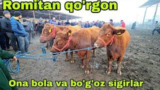 Qo'rg'on mol bozori ona bola sigirlar narxlari 2января 2025 г.