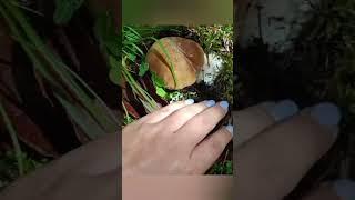 В Архыз за грибами #грибы #грибнойсезон #грибники #грибочки #белыйгриб