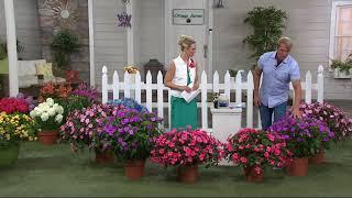 Cottage Farms 6-piece Monet's Magic SunPatiens Auto-Delivery on QVC