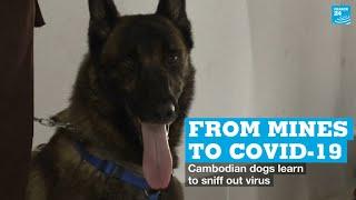 Cambodian demining dogs learn to sniff out Covid-19 virus • FRANCE 24 English