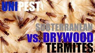 Subterranean vs.  Drywood Termite Control by Unipest - Santa Clarita Pest Control