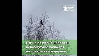 В Кировской области у ворон стальные нервы