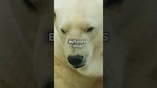  Discover why polar bears are invisible to infrared? #facts #funny #geek #trivia #daily #science