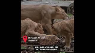 Lion cubs at London Zoo get in Christmas spirit