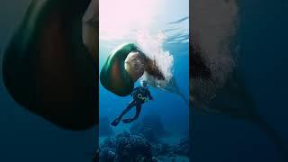 Secrets Beneath the Surface #mermaid #diving #underwaterworld #fantasy #oceanmagic #shorts