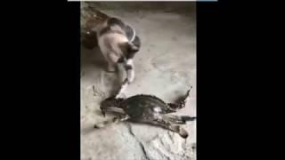 Amazing Encounter Crab vs Cat  Epic Battle