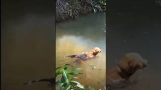 Golden retriever swimming and playing with friendly river otter.
