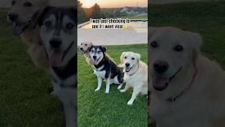Just checking!!! #goldenretriever #dogshorts #dogs #doglover #shorts #husky #viralshort #viraldog