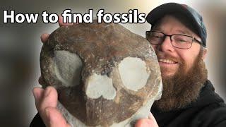 How to find amazing fossils in your area