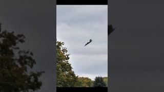 F-14 MID-AIR!!! GOOSE!!! #shorts