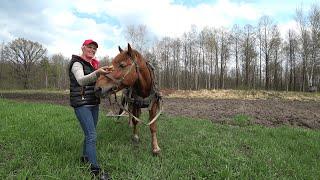 КУПИЛИ  ХУТОР в ЛЕСУ на КРАЮ БОЛОТА. Часть 120. ВСЕ ИДЕТ по ПЛАНУ.