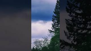 Bald eagle carrying a tree branch to build a nest. #nature #birds #eagle