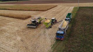 Mais Dreschen und Mahlen 2024 mit Claas Lexion 7700 / Olimac / Fendt / Agrotruck (LU Appold)