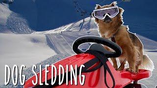 Dogs Sledding in the Snow