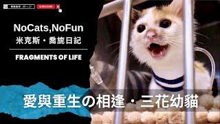 幼貓救援｜愛與重生／流浪貓&收容所、貓咪認養、套房養貓 #cat  #pets  #kitten  #cute   #cutecat   #cuteanimals  #pets  【AJ極簡貓奴】