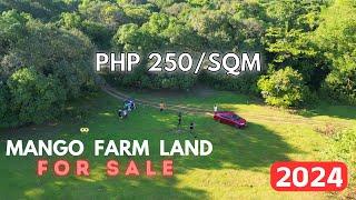 LFS 111 |  Tropical Paradise Awaits! Mango Farm Lot for Sale 2024 – Your Slice of Agri-Haven 