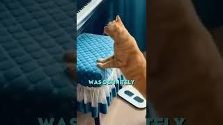 Cats vs Piano 