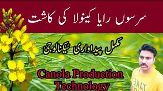 Mustard (Raya) and Canola Production Technology |Mustard cultivation in Pakistan |Abid Ali Agrarian