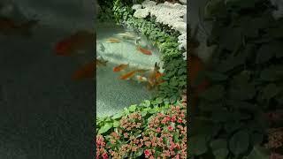 TROPICAL GARDEN KOI POND