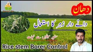 How to control stem Borer in rice crop|| jutt Agri tips