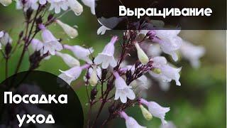 Выращивание ПЕНСТЕМОНА, а также ВСЁ о Посадке и Уходе