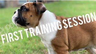 BULLDOG PUPPY | FIRST TRAINING SESSION