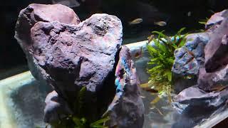 Tropheus tank upgrade: 20 rocks from AquaDecor model D5 ;-)