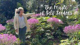 The Magic of Self Seeders in the Garden! #garden #gardening