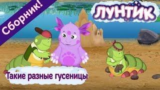 Лунтик  Такие разные гусеницы Сборник мультфильмов 2017