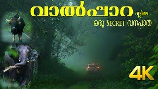 Secret Forest Road in Athirapally to Valparai route!!! 4K