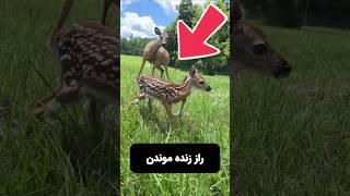 #shorts راز زنده موندن در برابر شکارچی 