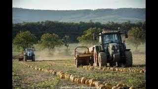 Pumpkin harvest 2018 - Zber tekvíc ; Fendt 415 & New Holland T.7040