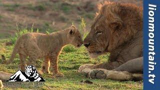 LION MOUNTAIN MEDIA - unleash your WiLD side!